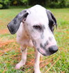 Pongo the Dalmation Mix Puppy (Video)