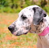 Perdita the Dalmation Mix Puppy (Video)