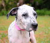 Perdita the Dalmation Mix Puppy (Video)