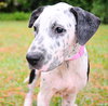 Perdita the Dalmation Mix Puppy (Video)