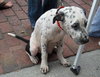 Perdita the Dalmation Mix Puppy (Video)