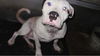 Goliath the Big Baby Boy