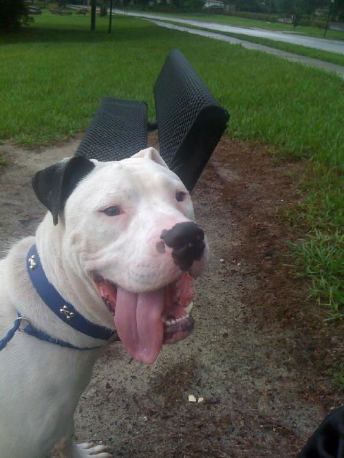 Goliath the Big Baby Boy