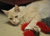 Scarlet the Beautiful Girl