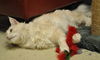 Scarlet the Beautiful Girl