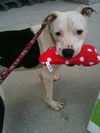 Holstein the American Bulldog