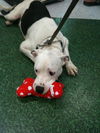 Holstein the American Bulldog