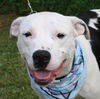 Holstein the American Bulldog