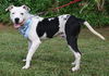 Holstein the American Bulldog