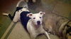 Holstein the American Bulldog