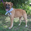 Rubio the Retriever