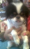 Fane the Japanese Chin