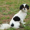 Fane the Japanese Chin