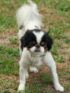 Fane the Japanese Chin