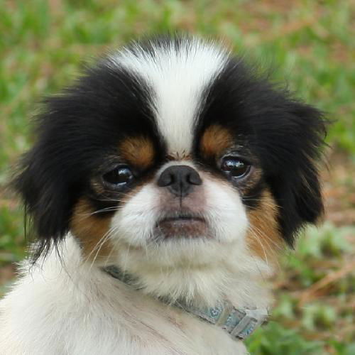 Fane the Japanese Chin