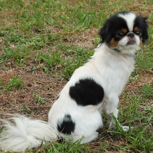 Japanese chin short store haircut