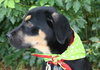 Tartos the Rottie Puppy