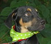 Tartos the Rottie Puppy