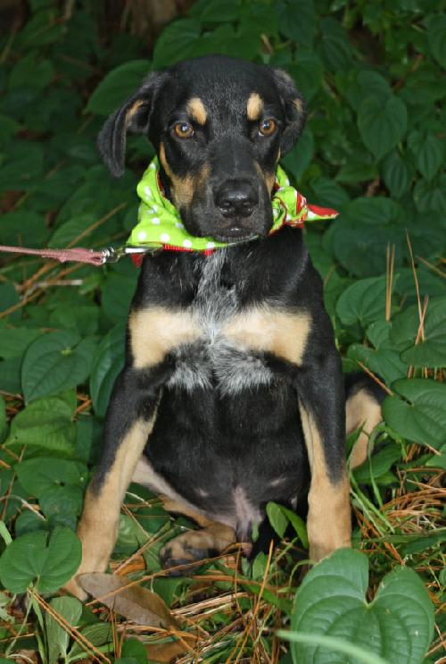 Tartos the Rottie Puppy