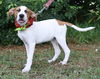 Patty the Hound Puppy