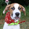 Patty the Hound Puppy
