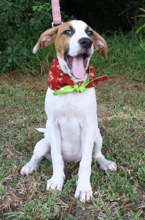 Patty the Hound Puppy