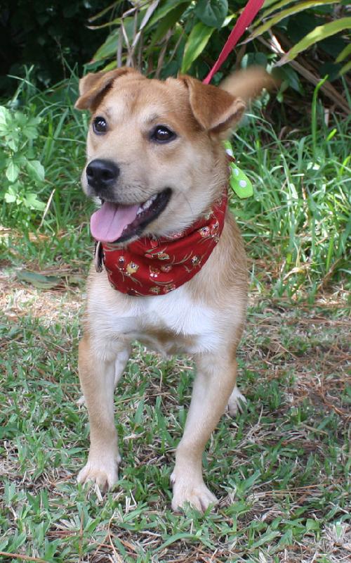 Keller the Jack Russell Mix