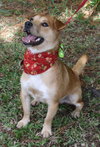 Keller the Jack Russell Mix