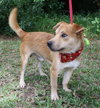 Keller the Jack Russell Mix