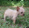 Polo the Teacup Chihuaua/Yorkie Puppy