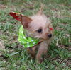 Polo the Teacup Chihuaua/Yorkie Puppy