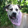 Diamond Girl the Black Mouth Cur