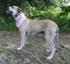 Diamond Girl the Black Mouth Cur