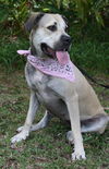 Diamond Girl the Black Mouth Cur