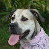Diamond Girl the Black Mouth Cur