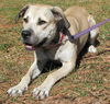 Diamond Girl the Black Mouth Cur