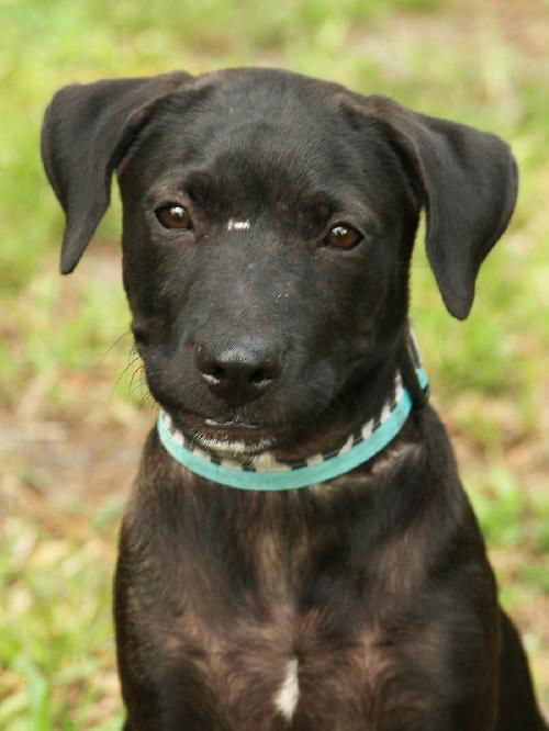 Larry the Black Lab Puppy