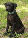 Larry the Black Lab Puppy