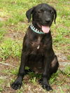 Larry the Black Lab Puppy