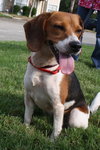 Jax the Beagle