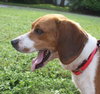 Jax the Beagle