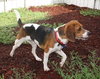 Jax the Beagle