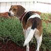 Jax the Beagle