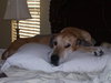 Riley