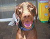 Hershey the Weimaraner