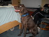 Hershey the Weimaraner