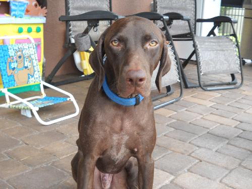 Hershey the Weimaraner