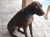 Hershey the Weimaraner