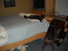 Hershey the Weimaraner