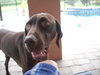 Hershey the Weimaraner